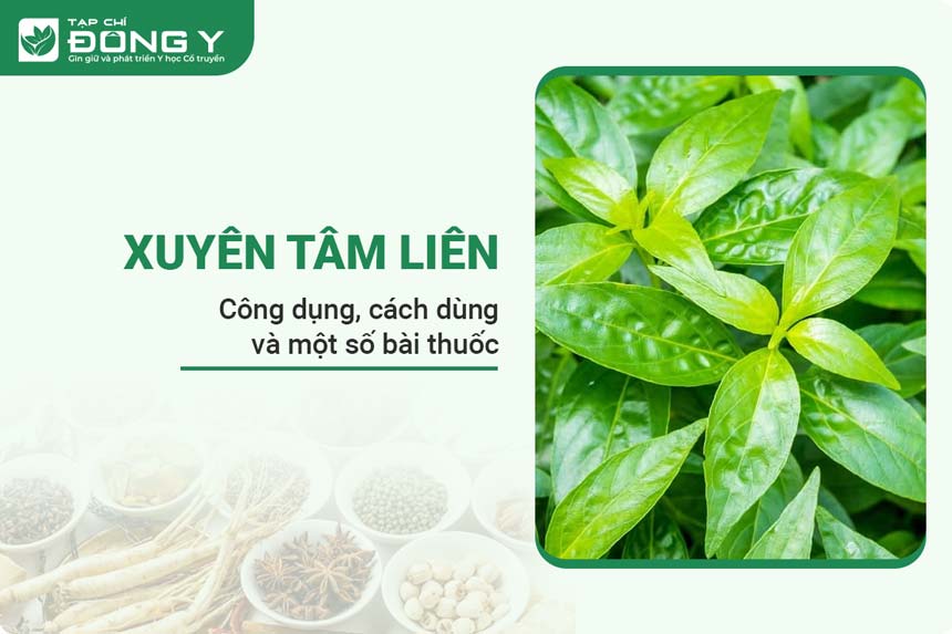 xuyen-tam-lien