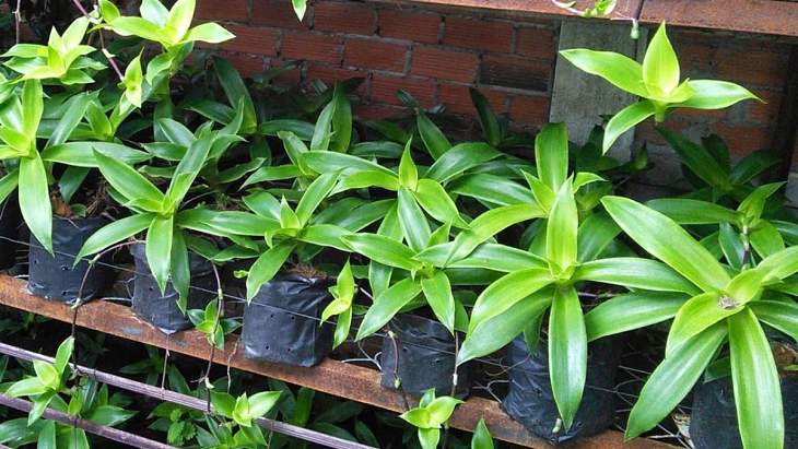 Bài thuốc uống được bào chế từ cây lược vàng