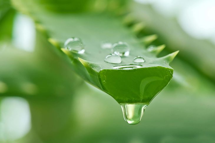 Dùng nha đam trị viêm da tiết bã
