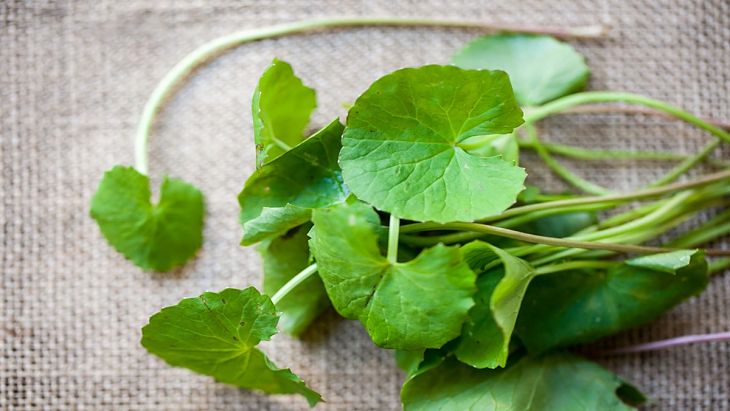 Cách trị viêm da tiết bã tại nhà bằng rau má