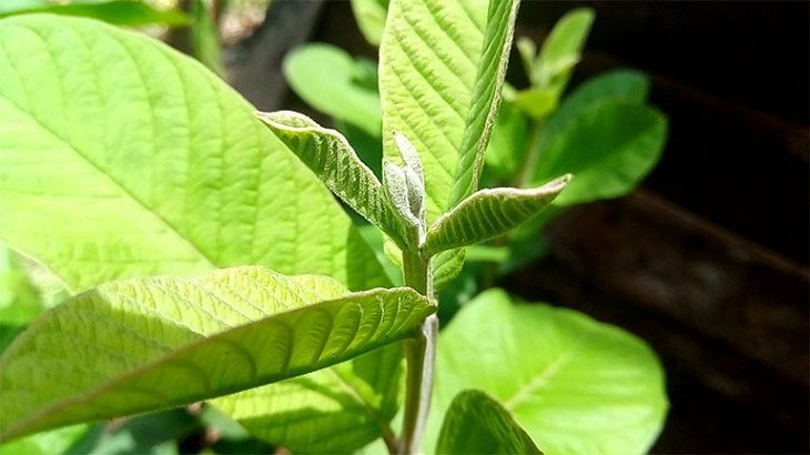 Bôi nước lá ổi trực tiếp lên vùng da viêm nhiễm