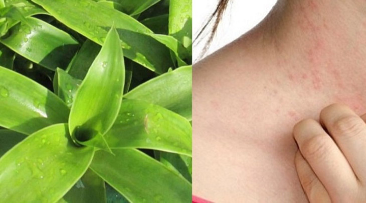 ây lược vàng ngăn chặn được nấm, vi khuẩn xâm nhập ngoài da