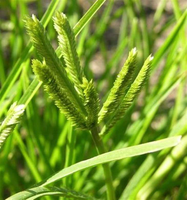 Cỏ mần trầu trị vảy nến tại nhà