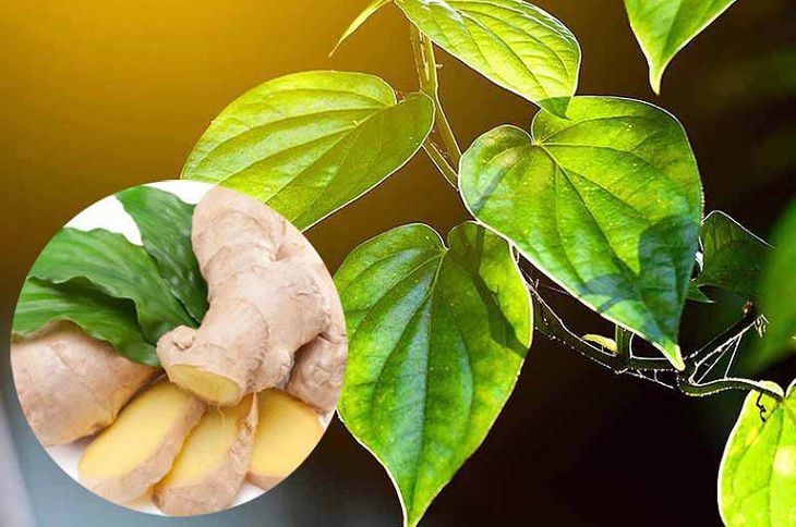 Trị viêm da cơ địa bằng lá trầu không và gừng tươi