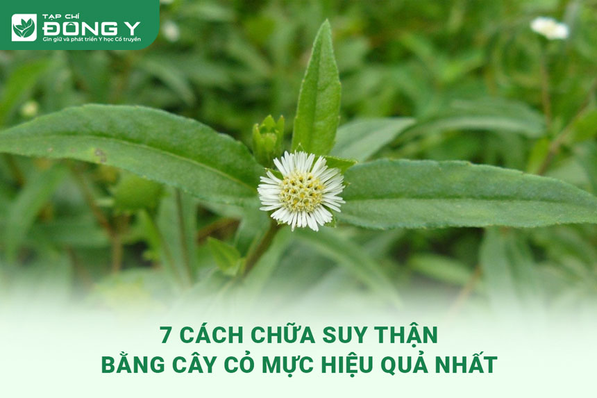 chua-suy-than-bang-cay-co-muc