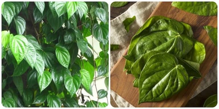 Điều trị viêm da cơ địa vùng kín bằng mẹo dân gian hiệu quả trong giai đoạn khởi phát 