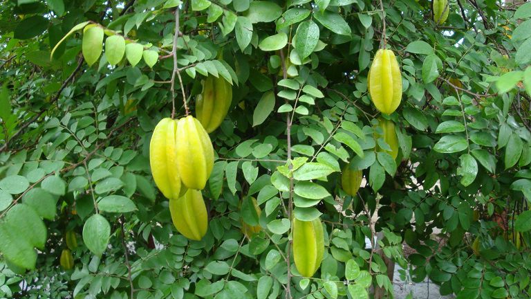 Người bệnh có thể sử dụng lá khế để chà xát lên vùng da bị bệnh