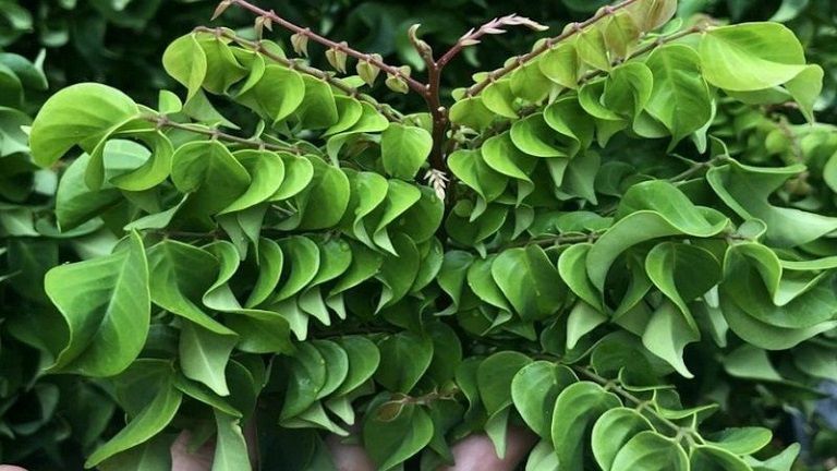 Người bệnh có thể đắp lá khế tươi lên vùng da bị bệnh