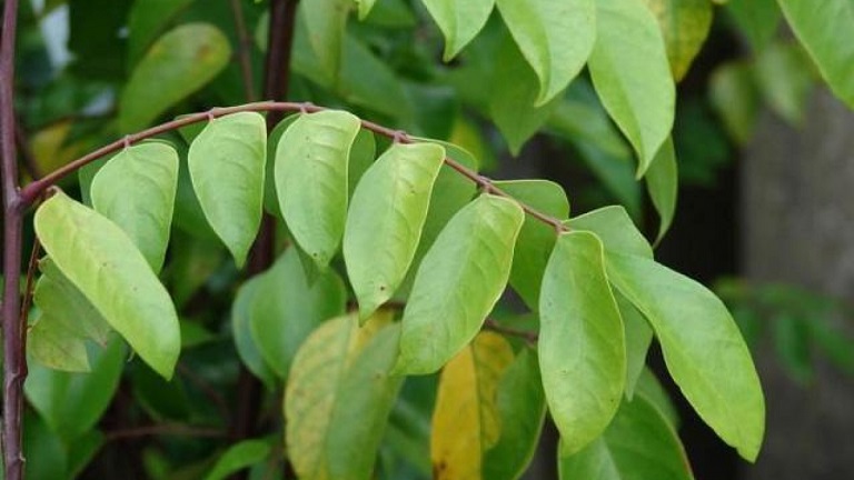 Cách chữa viêm da cơ địa bằng lá khế được nhiều người áp dụng