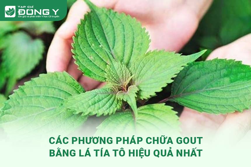 chua-gout-bang-la-tia-to