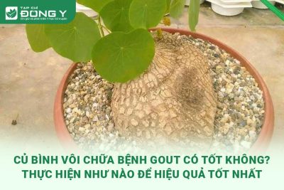 cu-binh-voi-chua-benh-gout