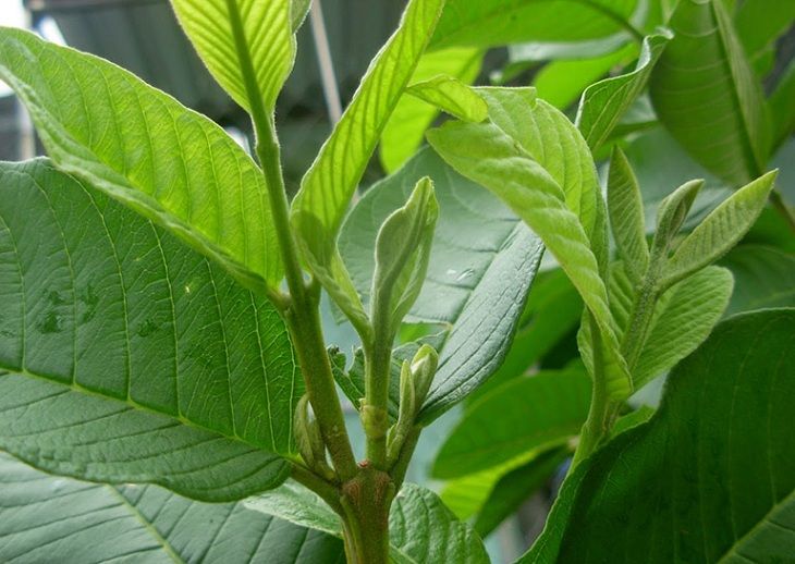 Chỉ nên dùng lá ổi để điều trị viêm da cơ địa khi bệnh mới chớm bị nhẹ