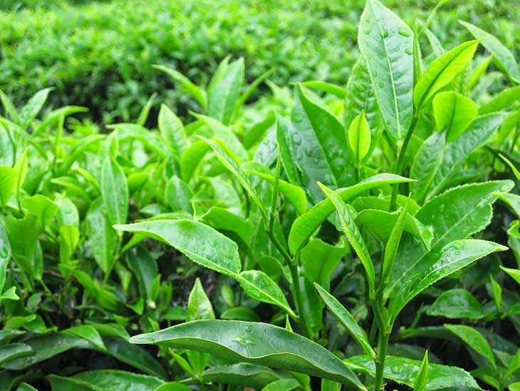 Trà xanh - Cách trị vảy nến dân gian hiệu quả