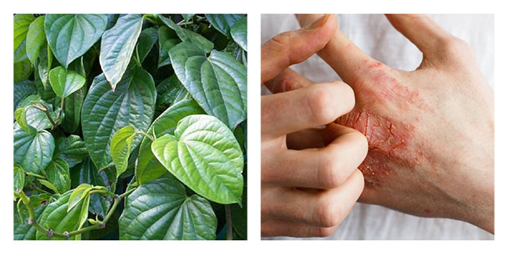 Lá trầu không trong Đông y có tính ấm, vị cay nồng