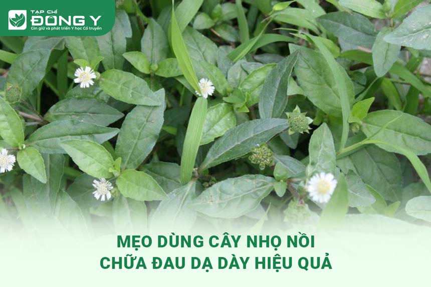 cay-nho-noi-chua-dau-da-day