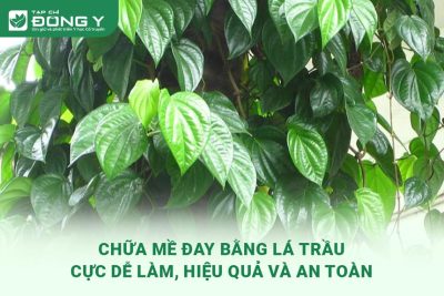 chua-me-day-bang-la-trau