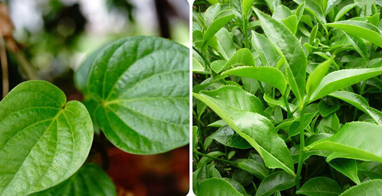 Lá trầu và trà xanh