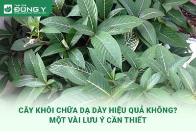cay-khoi-chua-da-day
