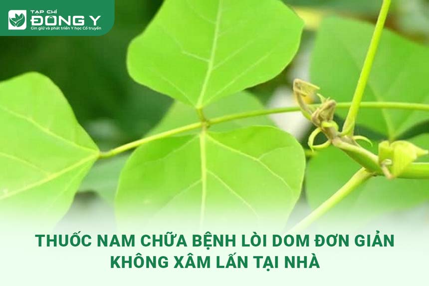 thuoc-nam-chua-benh-loi-dom