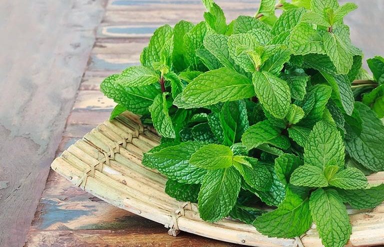 Dùng lá bạc hà trị mề đay