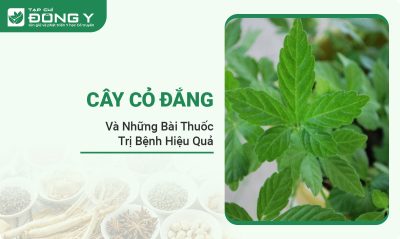 cay-co-dang