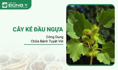 cay-ke-dau-ngua