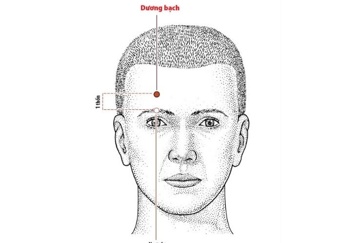 huyet-duong-bach