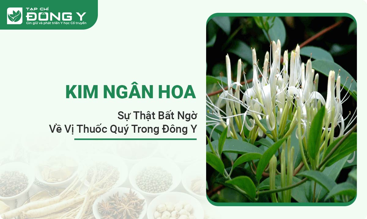 kim-ngan-hoa