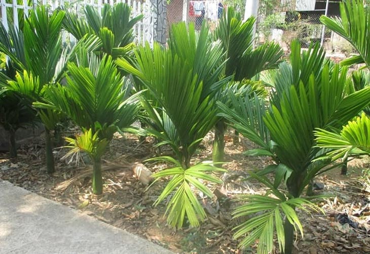 Tác dụng của rễ cau chữa bệnh đã được nhiều tài liệu cổ chỉ ra