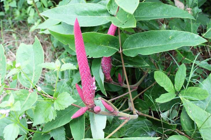 Hầu vĩ tóc - Vị thuốc quý trong dân gian