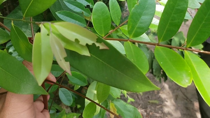 Hình ảnh cây mật nhân - dược liệu tự nhiên có vai trò chính trong sâm Alipas Hình ảnh cây mật nhân - dược liệu tự nhiên có vai trò chính trong sâm Alipas