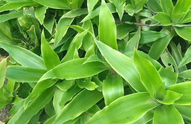 bai-thuoc-nam-chua-viem-loet-da-day (3)