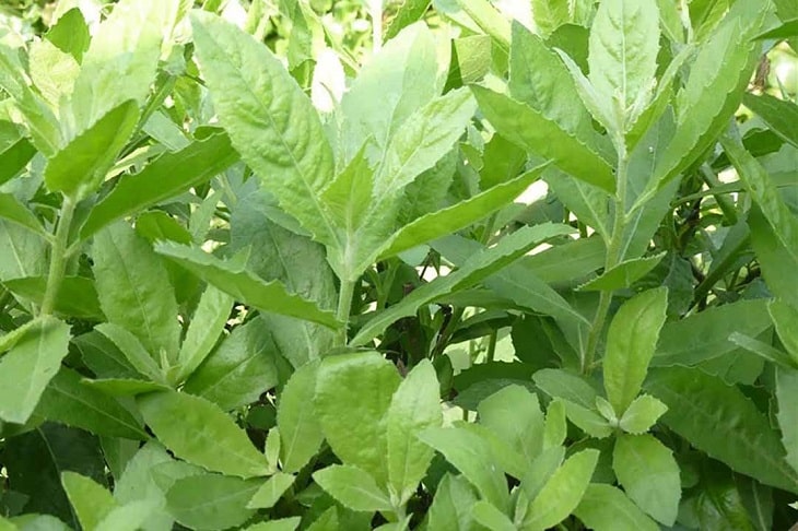 Cây cúc tần là bài thuốc nam chữa sỏi thận phổ biến được nhiều người biết đến Cây cúc tần là bài thuốc nam chữa sỏi thận phổ biến được nhiều người biết đến