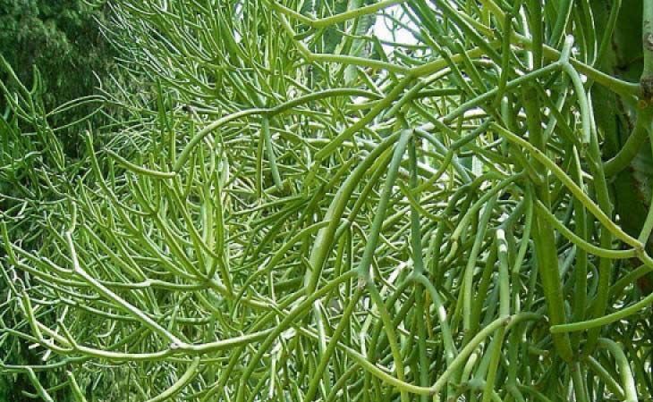 bai-thuoc-tri-viem-xoang