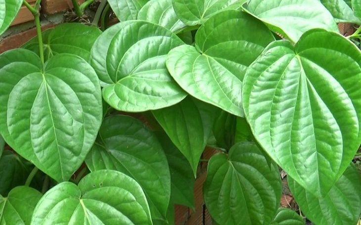 Giảm ngứa nổi mẩn ở cơ quan sinh dục nữ bằng lá trầu