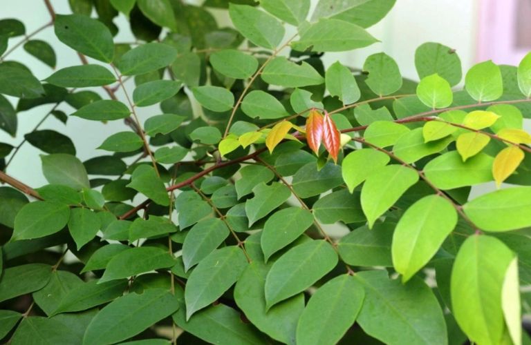 Lá khế chữa dị ứng da hiệu quả