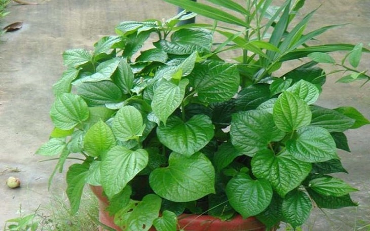 Có thể dùng lá lốt trị á sừng, vẩy nến