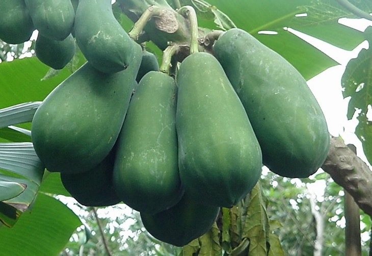 Đu đủ non nướng có nhiều tác dụng không ngờ