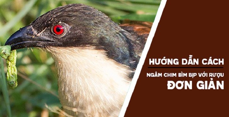 Hướng dẫn cách ngâm rượu chim bìm bịp đơn giản