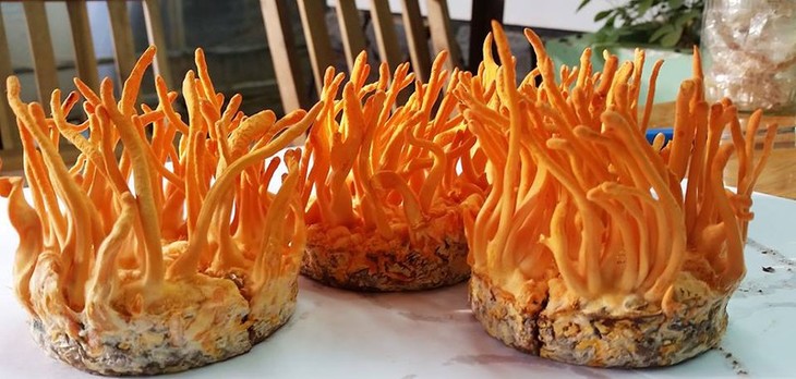 Đông trùng hạ thảo tươi ngâm rượu giữ được nguyên độ ngọt và các thành phần dinh dưỡng