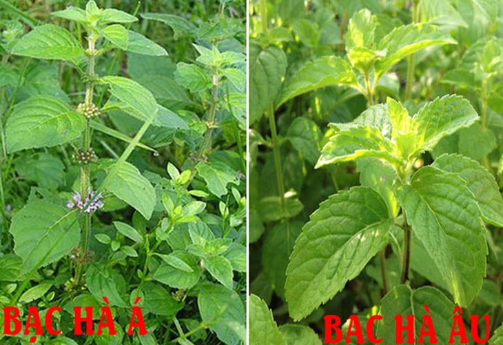 cay-bac-ha