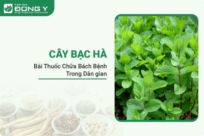 cay-bac-ha