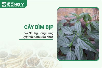cay-bim-bip