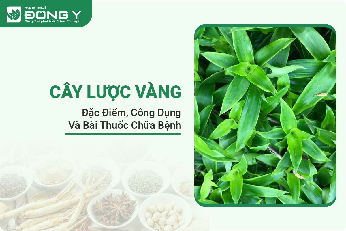 cay-luoc-vang