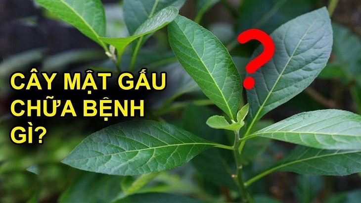 Cây mật gấu chữa bệnh gì tốt?