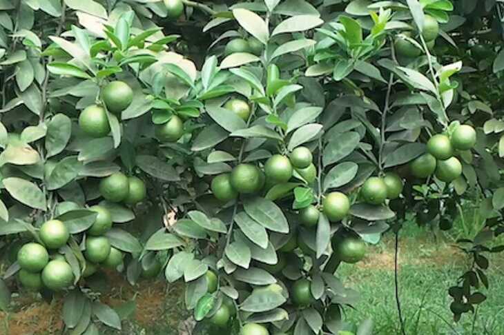 Lá chanh trị viêm xoang cấp tính rất tốt