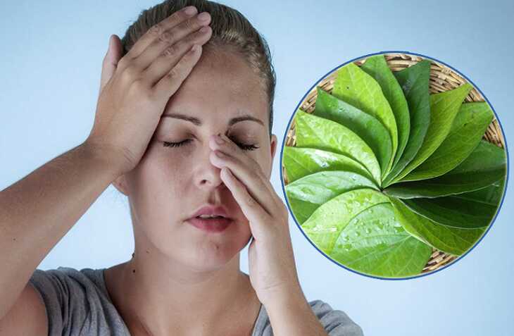 Trầu không chữa viêm xoang hiệu quả cho người trên 12 tuổi