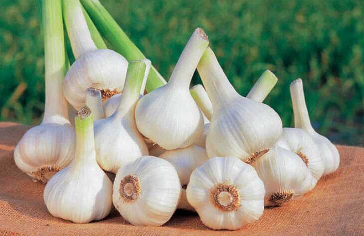 Tỏi có khả năng kháng khuẩn chữa viêm xoang