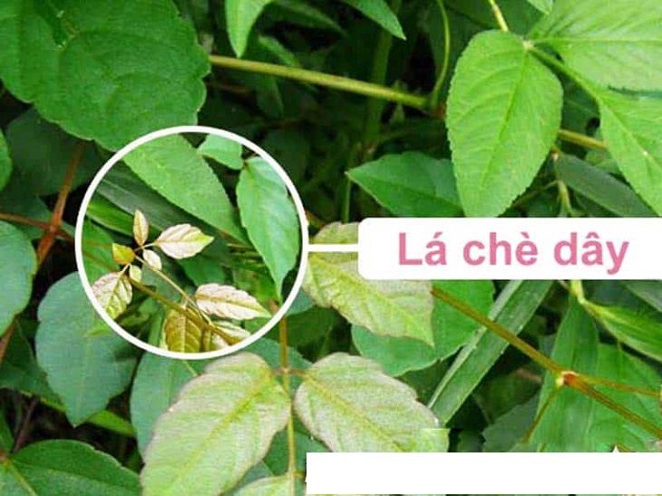 Chè dây là một vị thuốc quý điều trị bệnh dạ dày Chè dây là một vị thuốc quý điều trị bệnh dạ dày