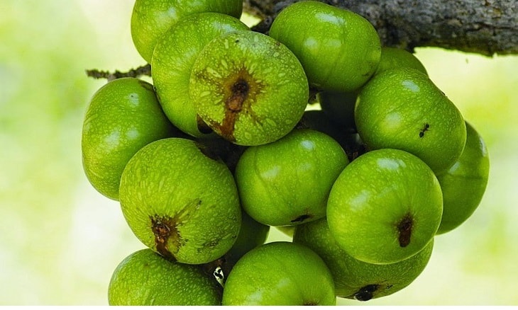 Sung có vị chát, tính mát, có tác dụng giải độc, kháng viêm và giảm các cơn đau do sỏi thận gây ra